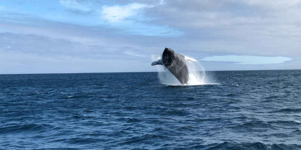 Why Visit the Galapagos Islands