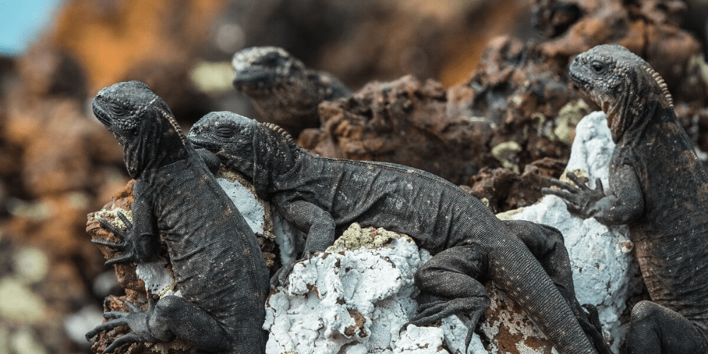 Why Visit the Galapagos Islands