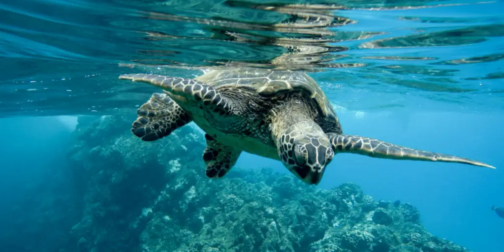 Top 5 dive sites in Galapagos