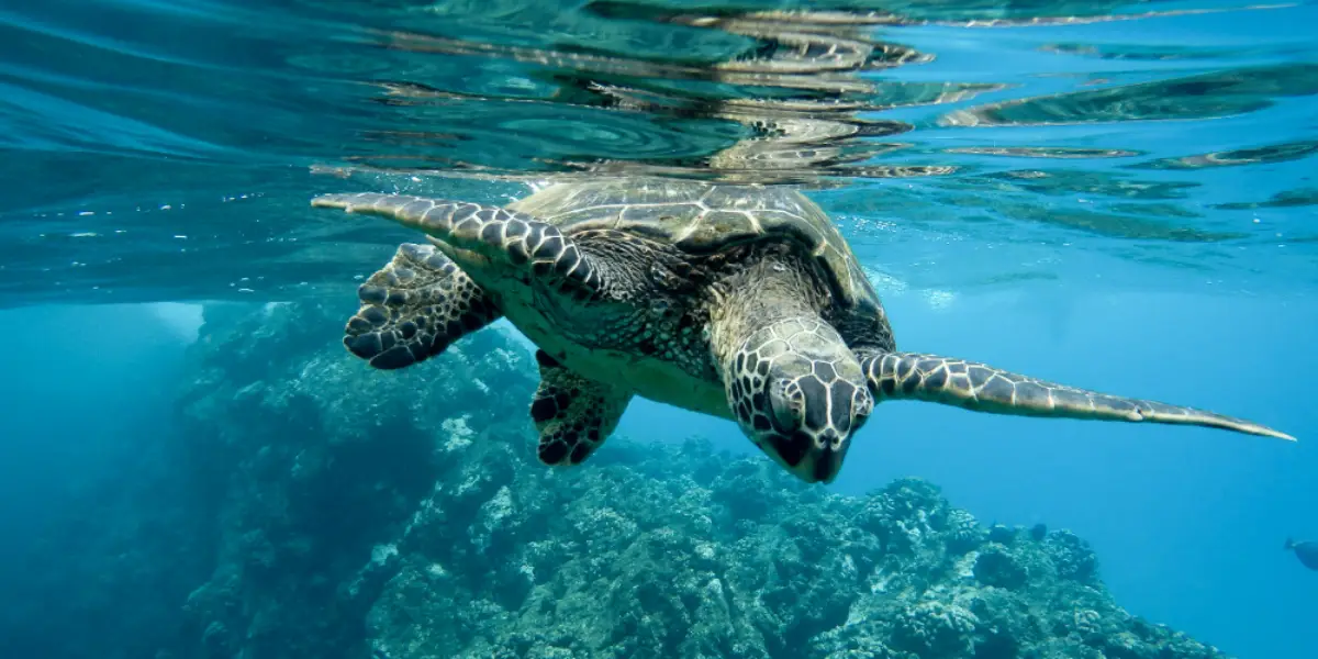 Top 5 dive sites in Galapagos