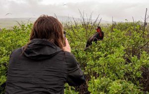 bonita-animal-watching-frigatebird