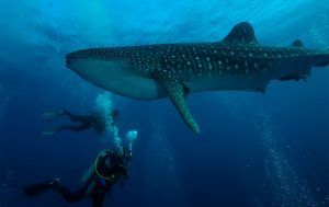 Calipso diving whale shark