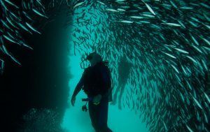 Calipso Galapagos Diver