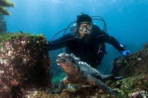 marine-iguana-diving-galapagos-Latin-Adventures