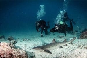 tintorera-diving-galapagos-Latin-Adventures