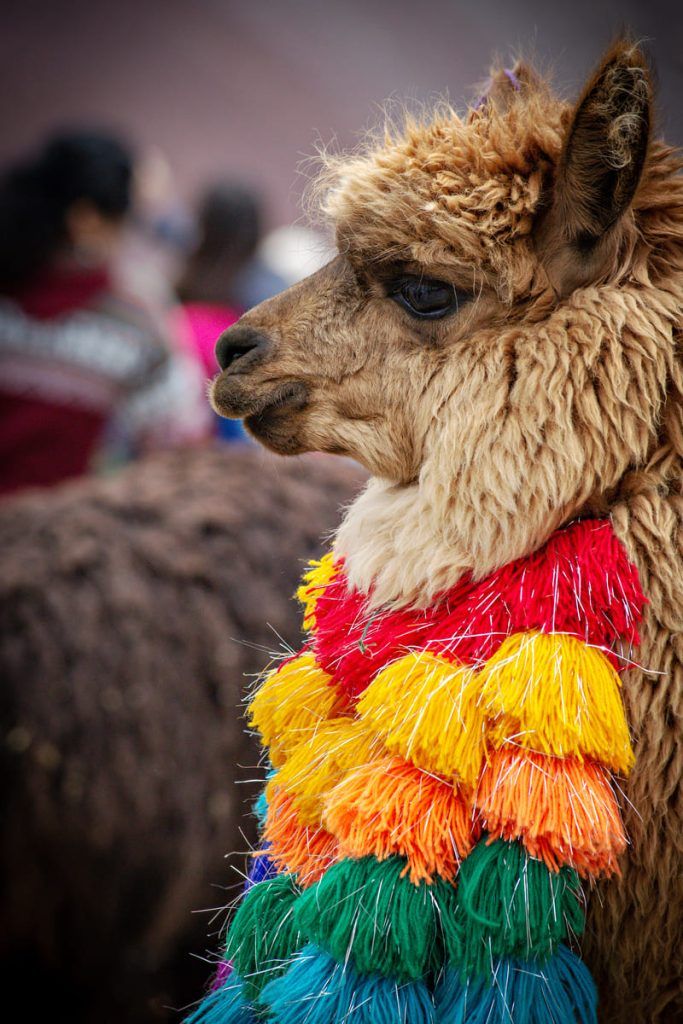 Peru tours