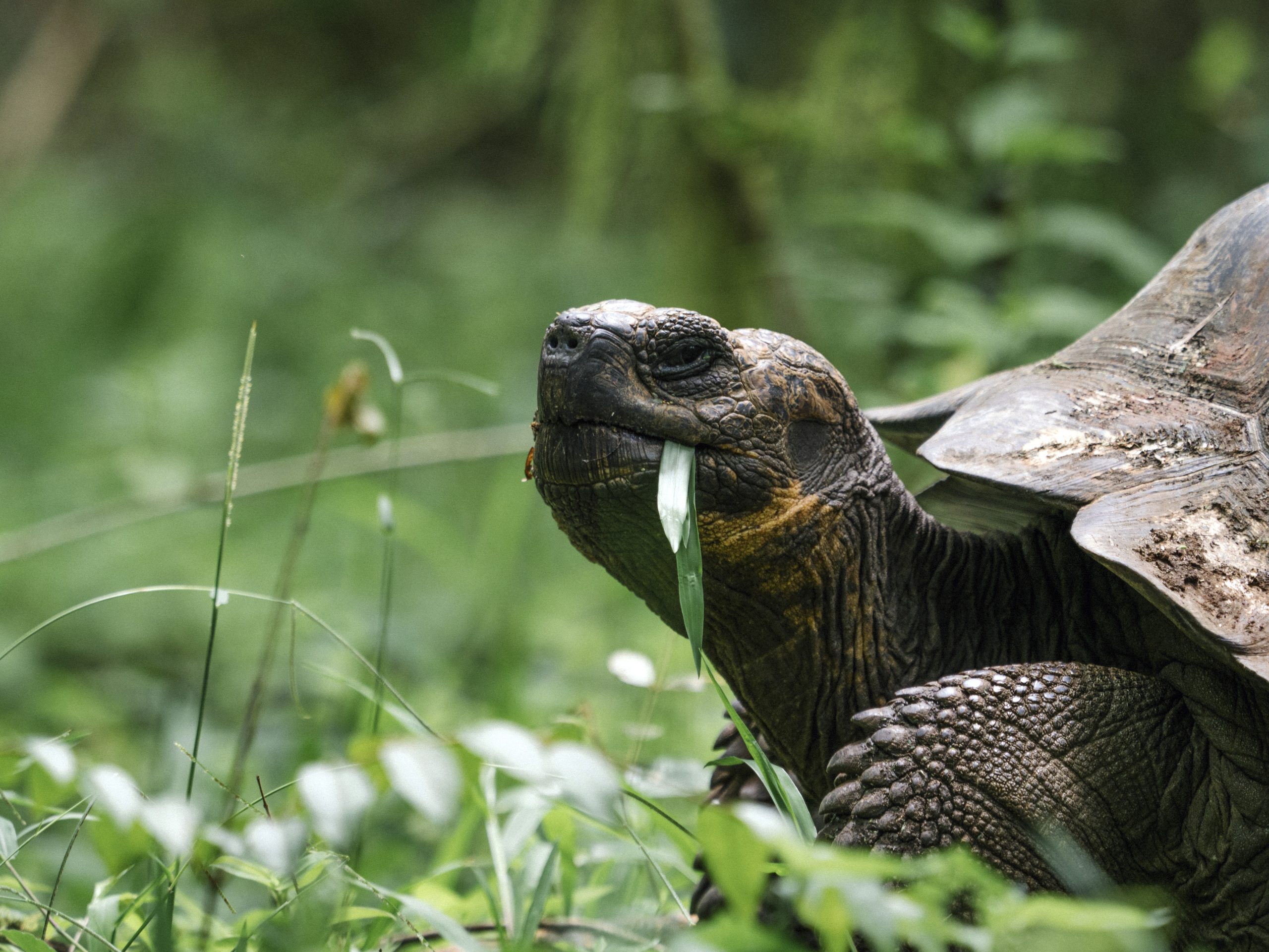 5 Day Galapagos Island Hopping Tour