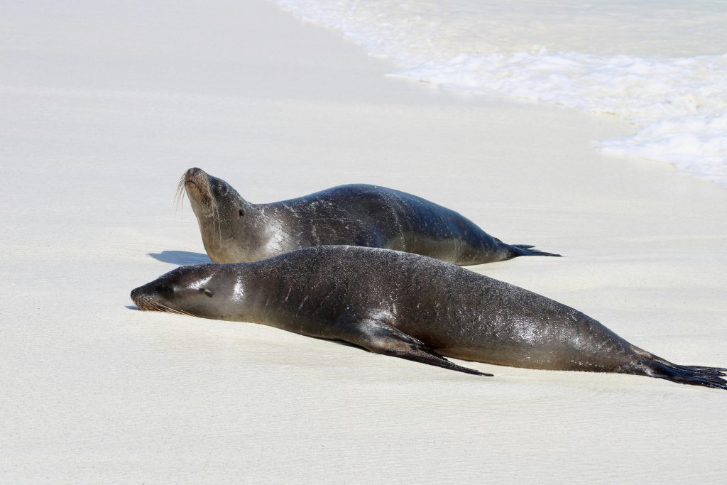 Galapagos 4 Day Tour in Santa Cruz
