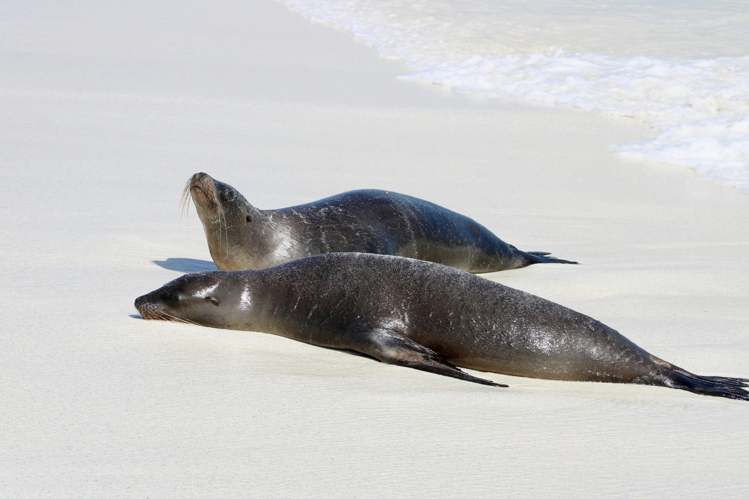 Galapagos 4 Day Tour in Santa Cruz