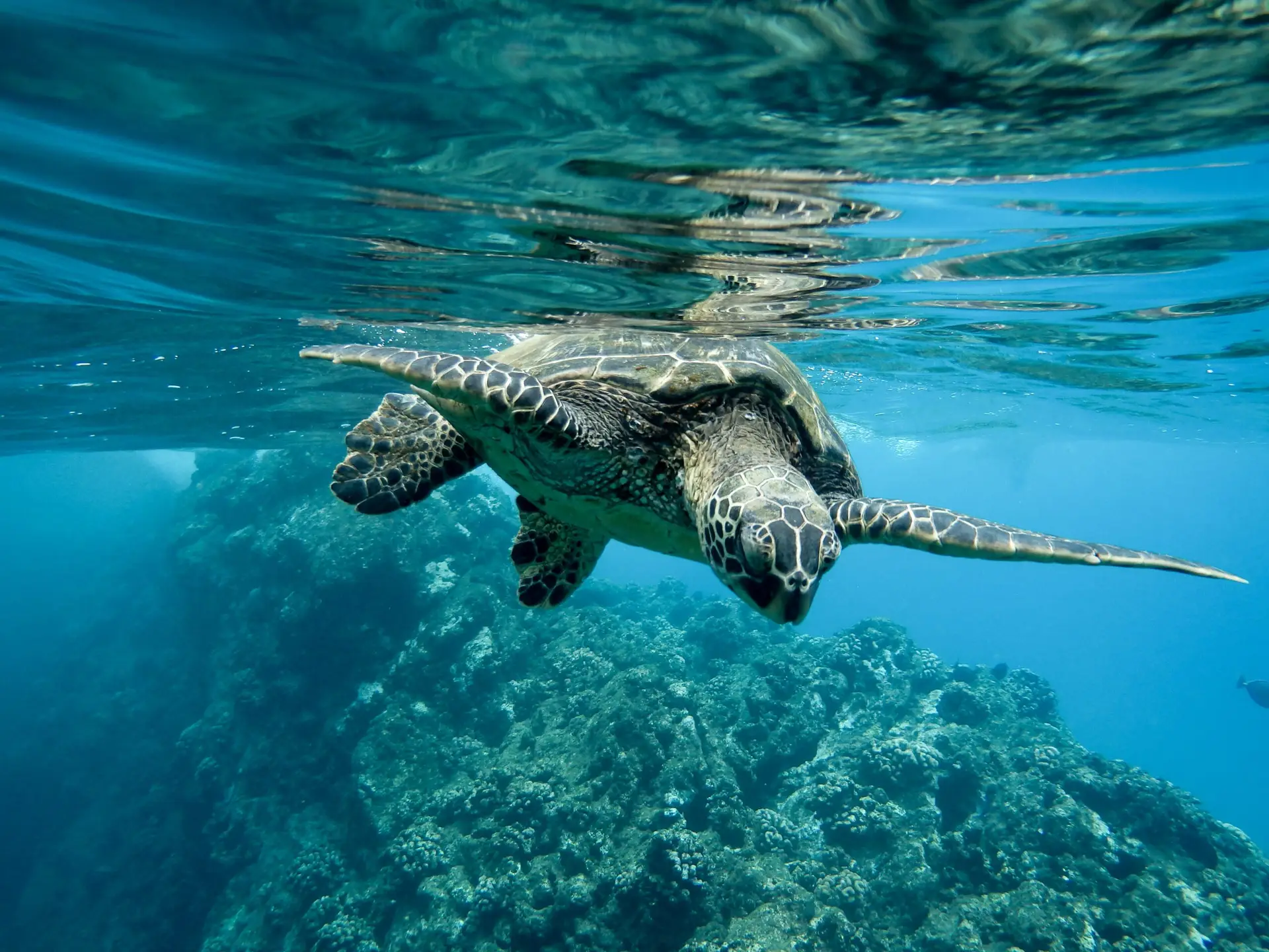 7 day galapagos diving and hiking
