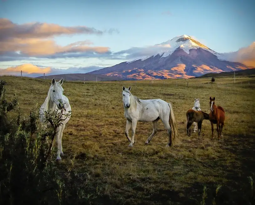 cotopaxi horseback riding day tour