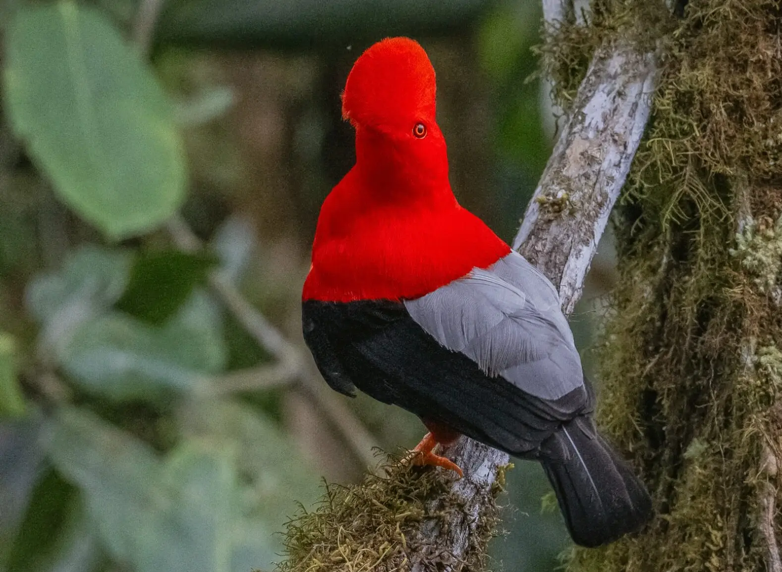 mindo day trip from quito
