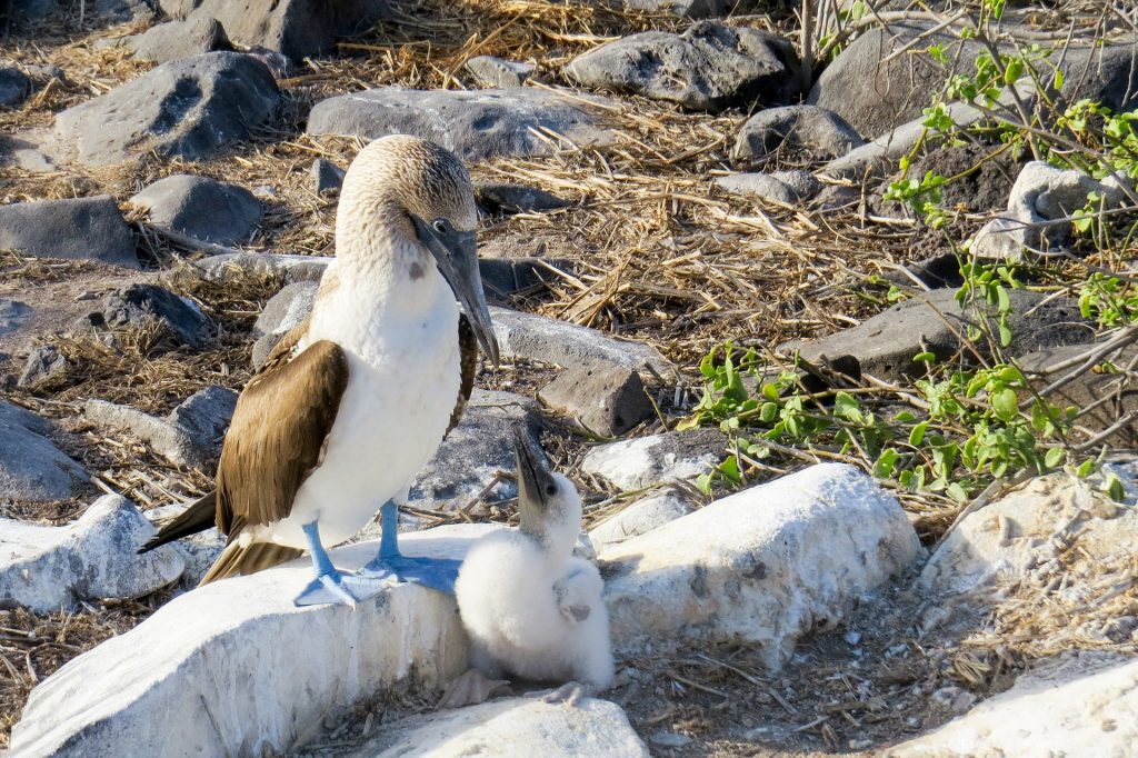 Tortuga Bay Galapagos and Charles Darwin Station