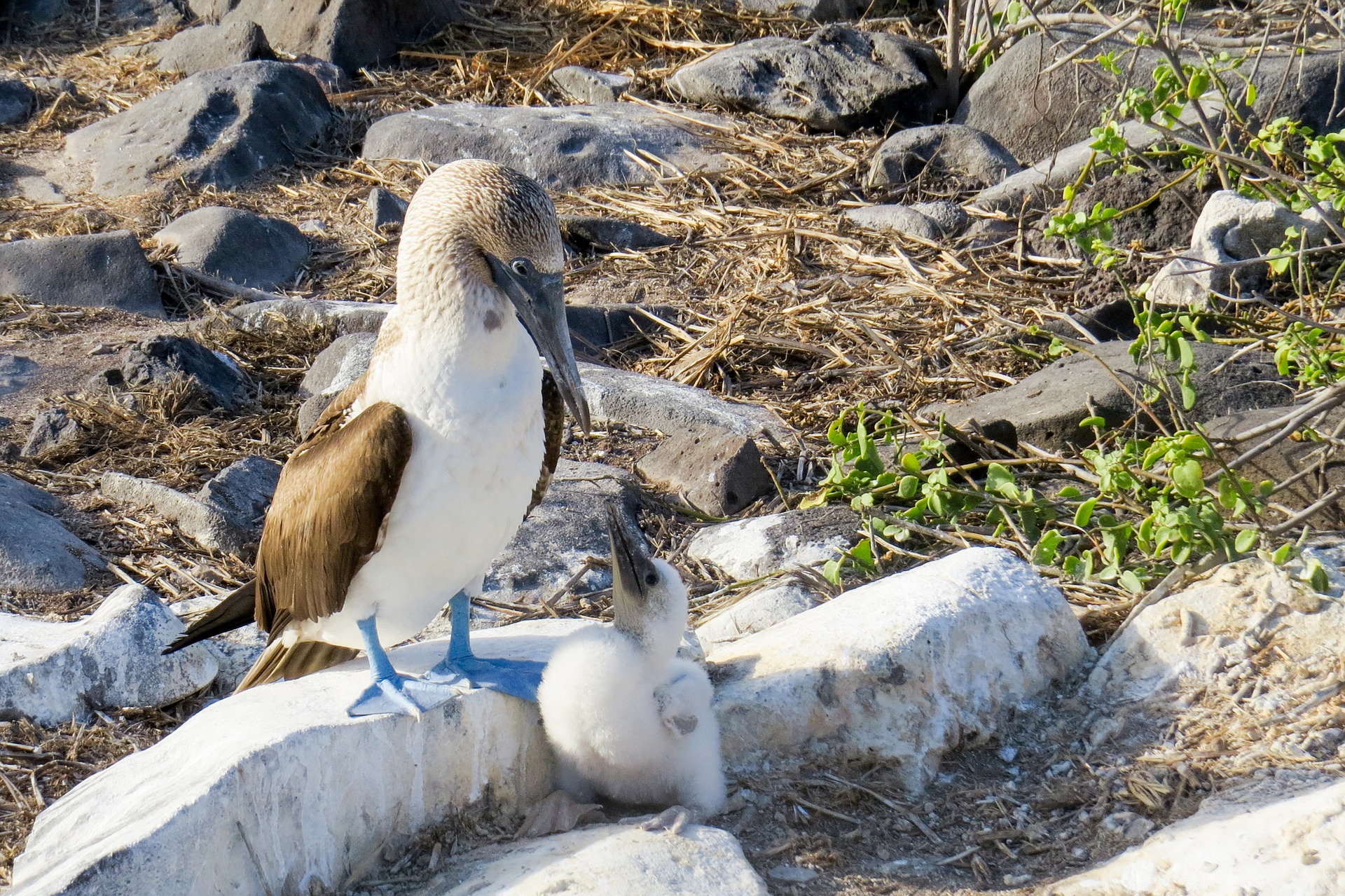 Tortuga Bay Galapagos and Charles Darwin Station