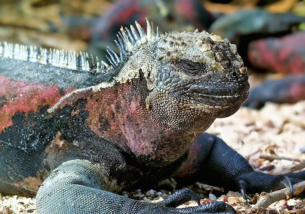 Best Galapagos Tours