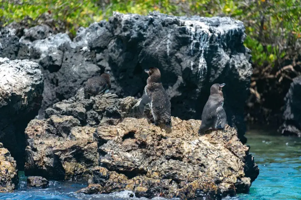 cabo rosa galapagos