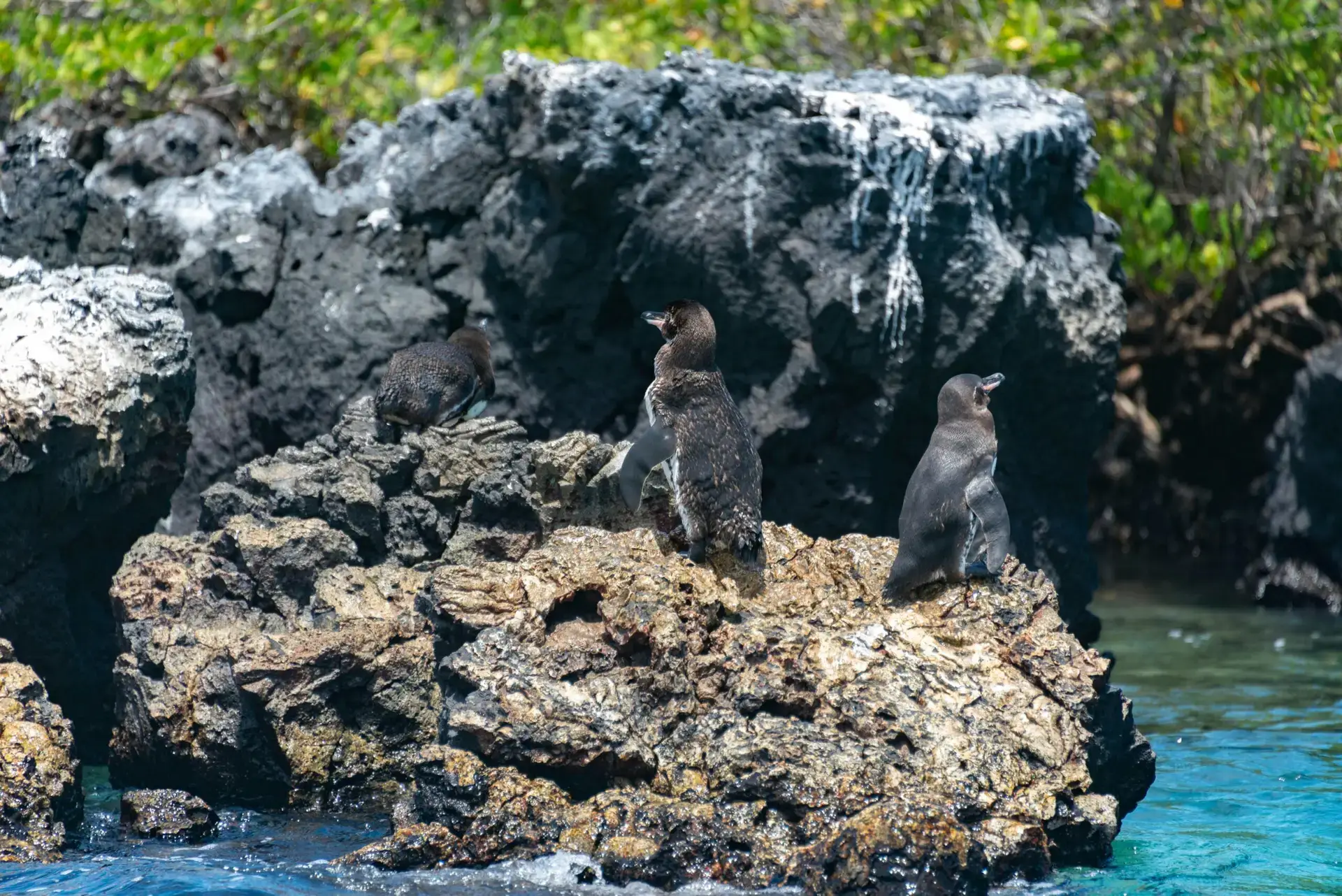 cabo rosa galapagos